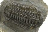 Detailed Morocops Trilobite - Ofaten, Morocco #310265-1